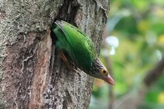 Psilopogon lineatus
