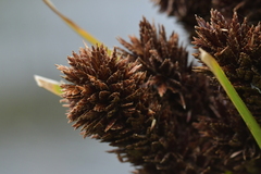 Cyperus ustulatus