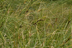 Cyperus ustulatus
