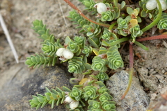 Pimelea carnosa