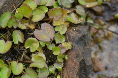 Centella uniflora