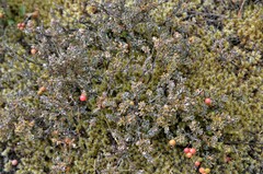 Acrothamnus colensoi