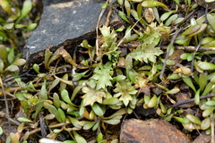 Eryngium vesiculosum