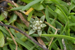 Eryngium vesiculosum