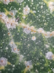 Aspidiotus hedericola