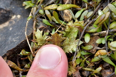 Eryngium vesiculosum