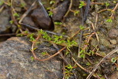 Crassula sinclairii