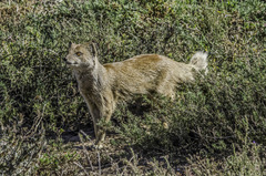 Cynictis penicillata