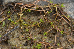 Crassula sinclairii
