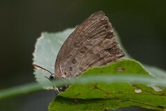 Arhopala centaurus