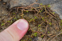 Crassula sinclairii