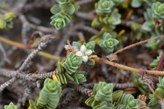 Pimelea carnosa