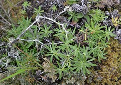 Celmisia angustifolia