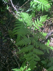 Lophosoria quadripinnata