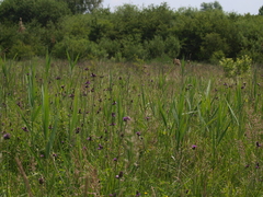 Cirsium rivulare