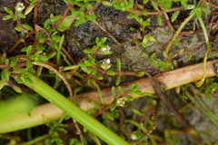 Crassula sinclairii