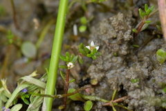 Crassula sinclairii