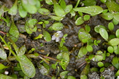 Glossostigma elatinoides