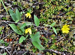 Hieracium lepidulum