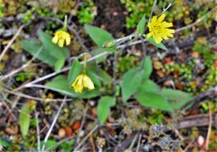 Hieracium lepidulum