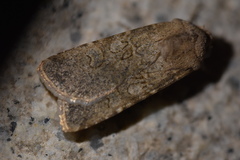Agrotis segetum
