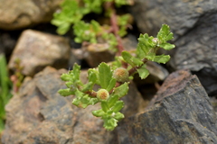 Centipeda aotearoana