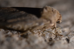 Agrotis segetum