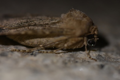 Agrotis segetum