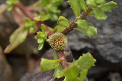 Centipeda aotearoana