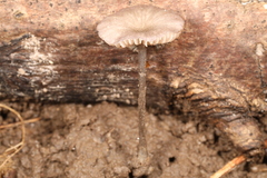 Entoloma perumbilicatum