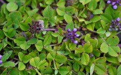 Trifolium burchellianum