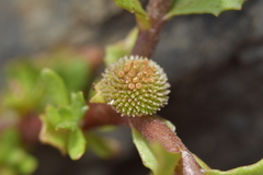 Centipeda aotearoana