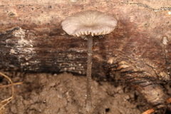 Entoloma perumbilicatum