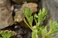 Centipeda aotearoana