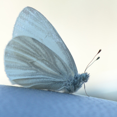 Pieris virginiensis