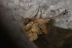 Agrotis segetum