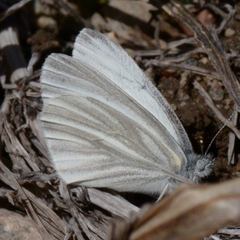 Pieris virginiensis