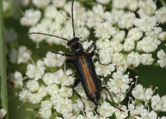 Anogcodes melanurus