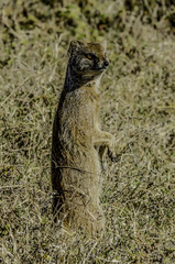 Cynictis penicillata