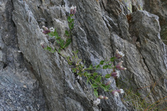 Silene cordifolia