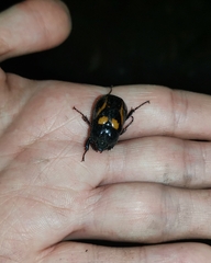 Oryctomorphus bimaculatus