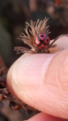 Cheilomenes sexmaculata