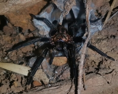 Acanthogonatus