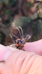 Cheilomenes sexmaculata