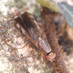 Euphranta nigrescens