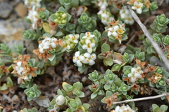 Pimelea carnosa