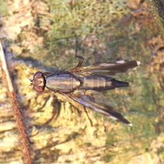 Euphranta nigrescens