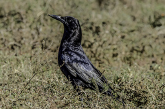 Corvus capensis capensis
