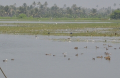 Nettapus coromandelianus