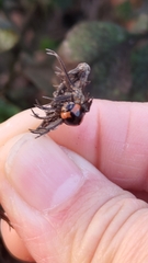 Cheilomenes sexmaculata